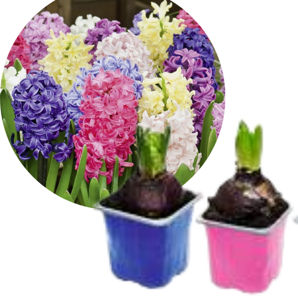 bulbo di Giacinto /colori mix